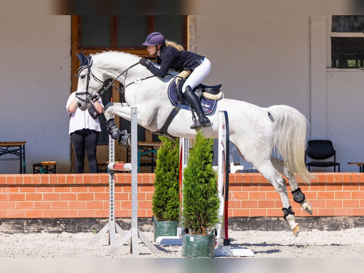 Caballo de Holstein Caballo castrado 11 años 177 cm Tordo in Greiz