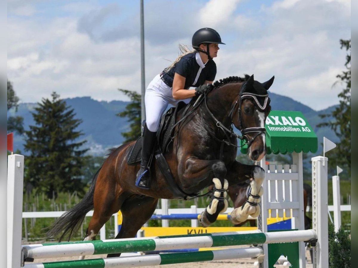 Caballo de Holstein Caballo castrado 12 años 168 cm Morcillo in Egnach