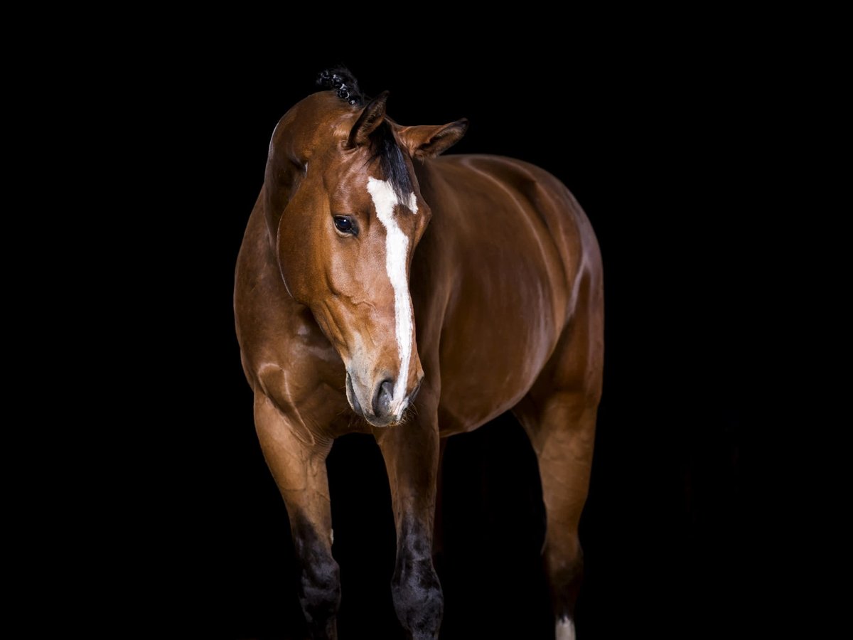 Caballo de Holstein Caballo castrado 12 años 170 cm Castaño oscuro in Emskirchen