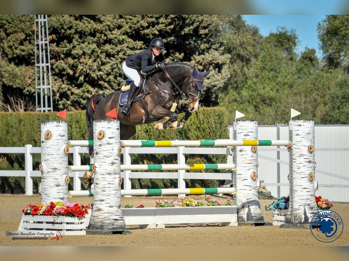 Caballo de Holstein Caballo castrado 12 años 180 cm Castaño oscuro in Brno