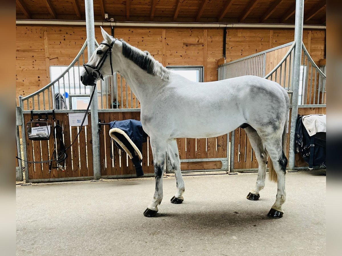 Caballo de Holstein Caballo castrado 13 años 173 cm Tordo in Dietikon