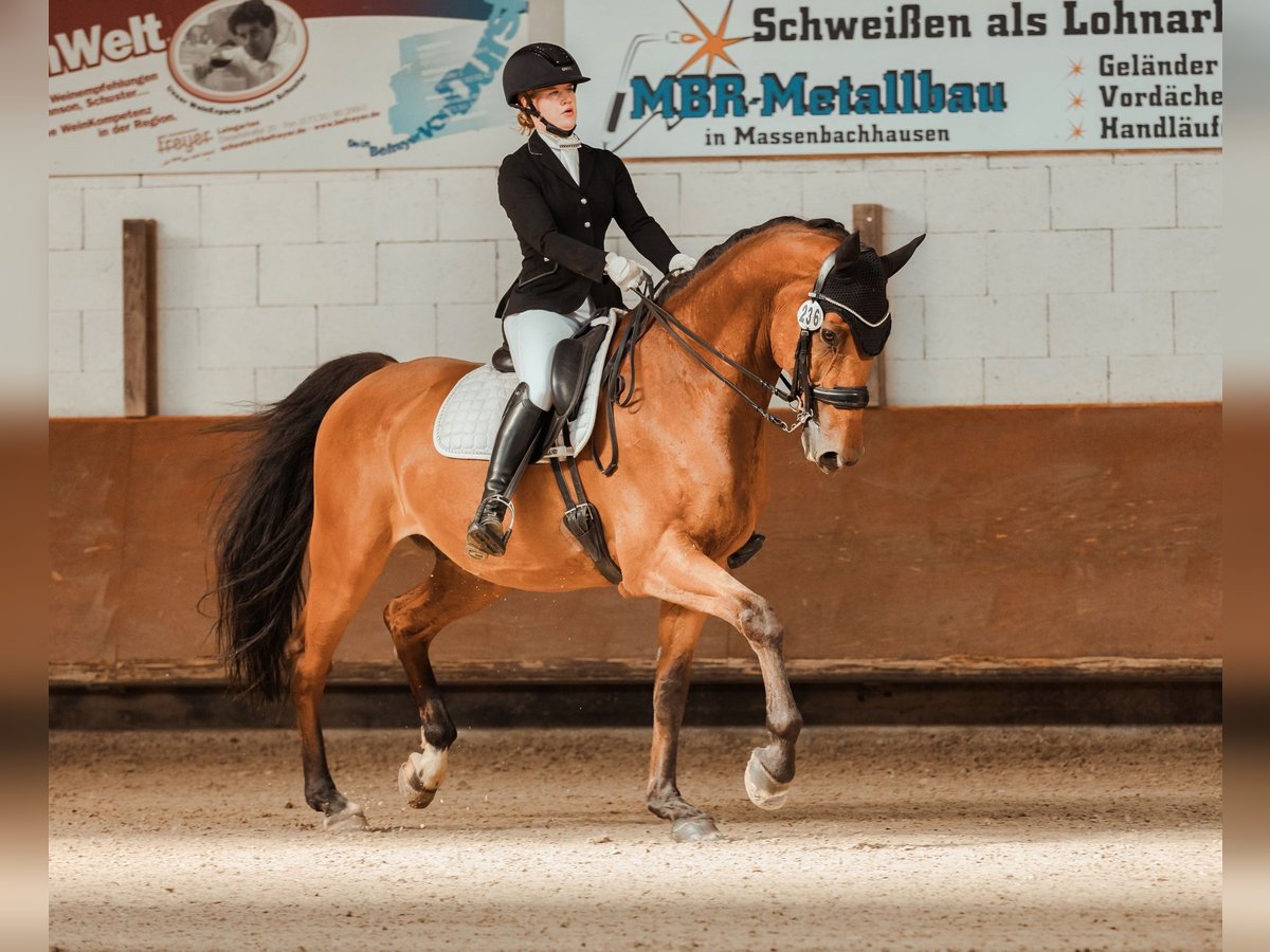 Caballo de Holstein Caballo castrado 13 años 175 cm Castaño in Schwaigern