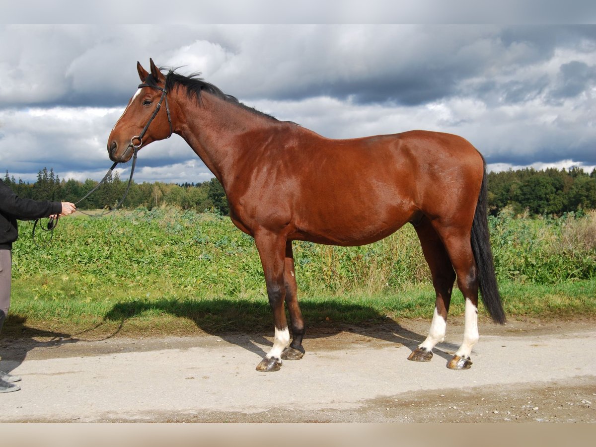 Caballo de Holstein Caballo castrado 13 años 178 cm Castaño in Vierkirchen