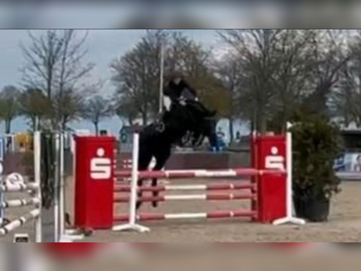 Caballo de Holstein Caballo castrado 14 años 170 cm Negro in Braunschweig