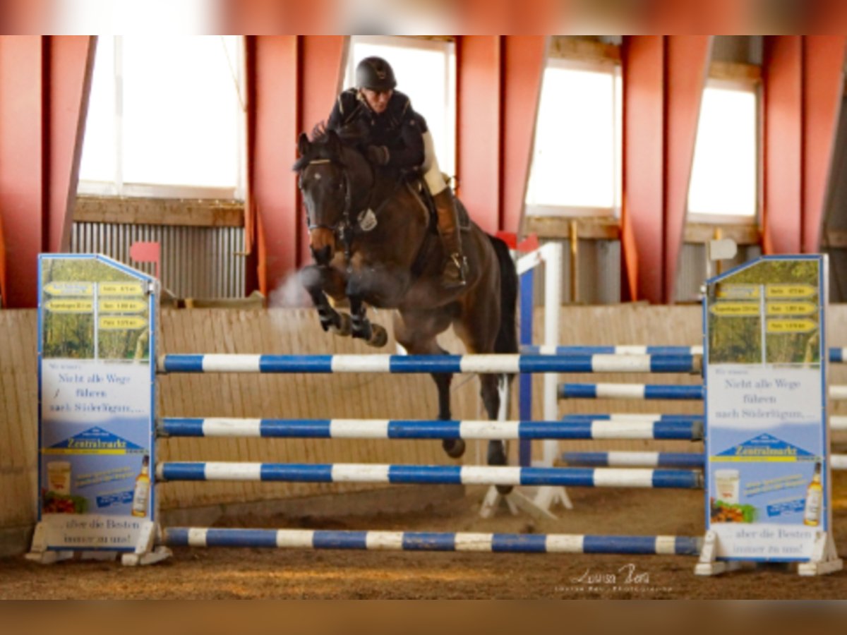 Caballo de Holstein Caballo castrado 15 años 165 cm Castaño in Süderlügum