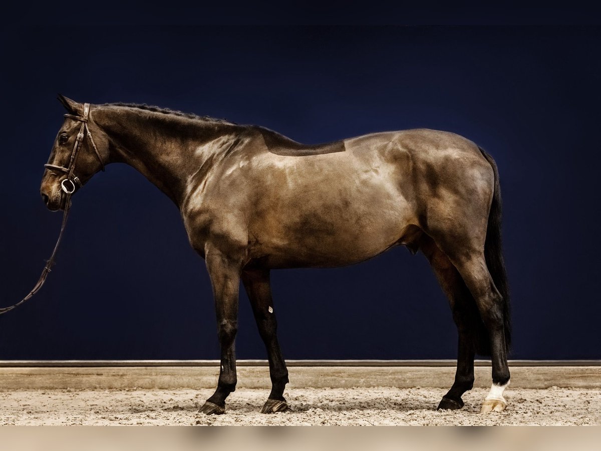 Caballo de Holstein Caballo castrado 15 años 168 cm Castaño oscuro in Kerken