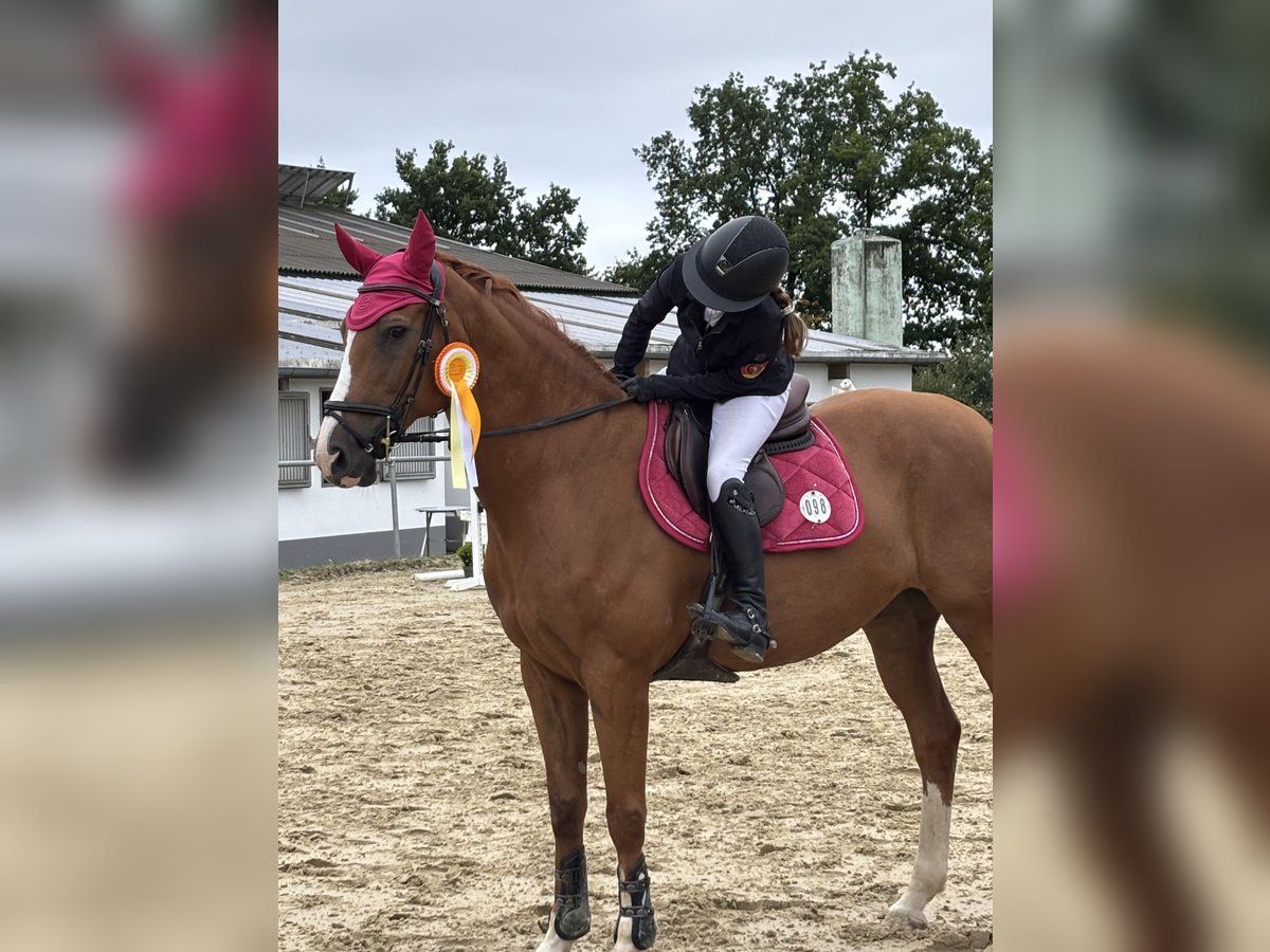 Caballo de Holstein Caballo castrado 15 años 170 cm Alazán in Hennef