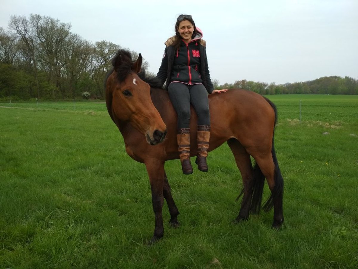 Caballo de Holstein Caballo castrado 15 años 171 cm Castaño in Norderstedt