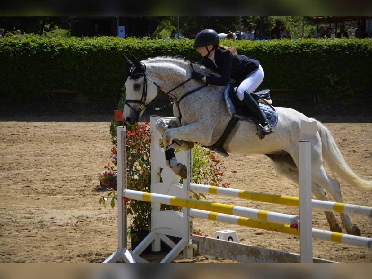 Caballo de Holstein Caballo castrado 15 años 173 cm Tordo picazo in Neuss