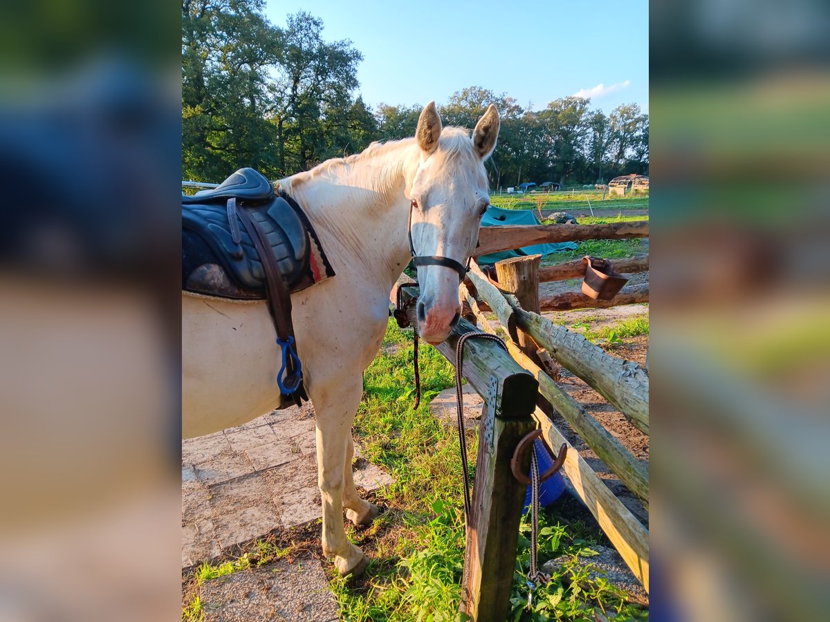 Caballo de Holstein Caballo castrado 16 años 167 cm Tordo picazo in Neustadt am Rübenberge