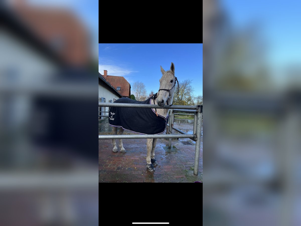 Caballo de Holstein Caballo castrado 16 años 170 cm Tordo picazo in Rastede