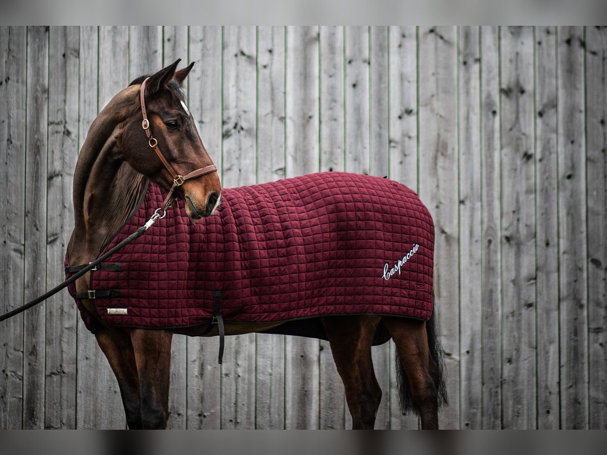 Caballo de Holstein Caballo castrado 16 años 173 cm Castaño in Marzling