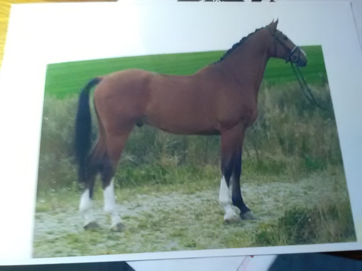 Caballo de Holstein Caballo castrado 17 años 170 cm Castaño in terkelsbøl