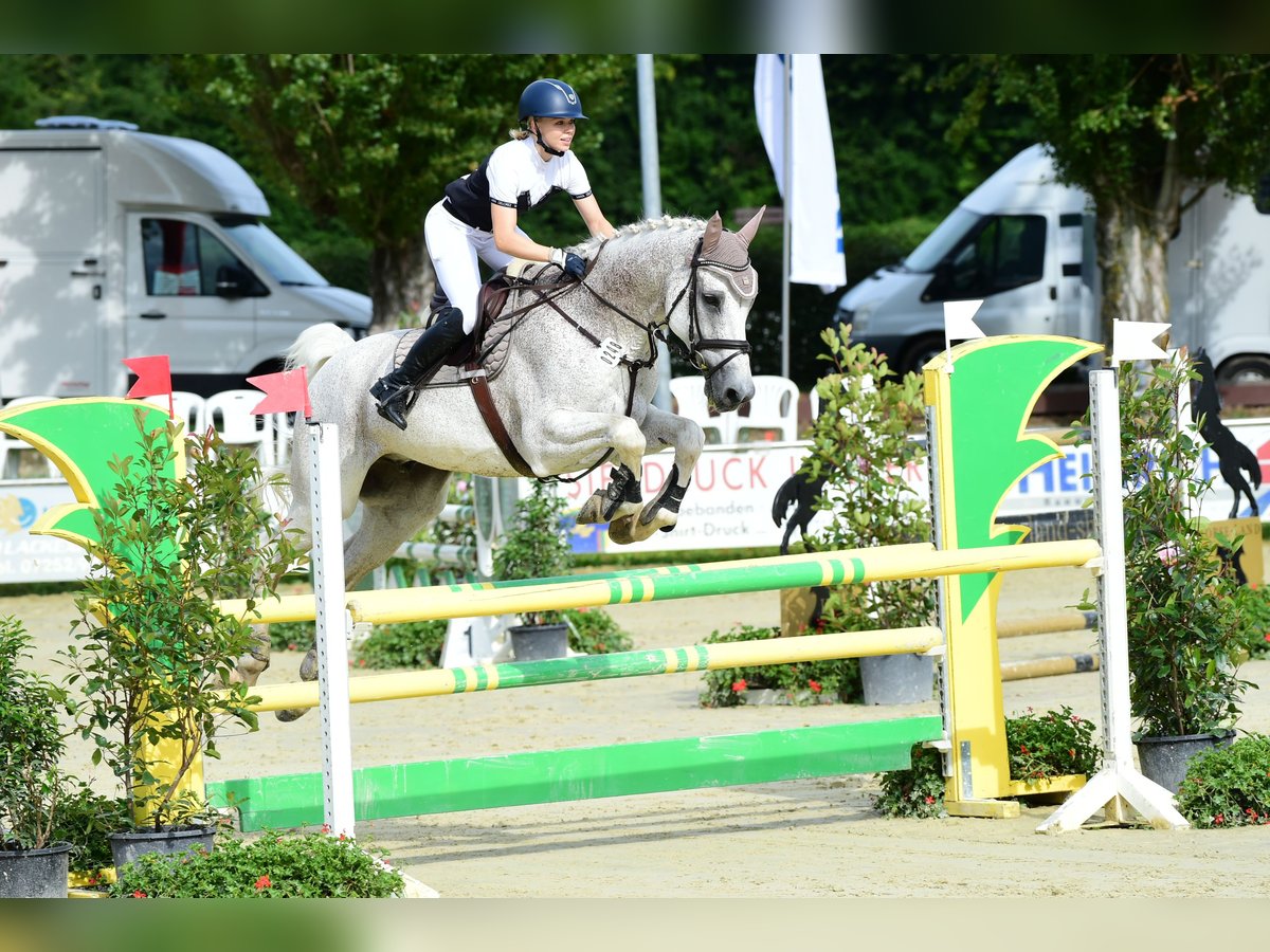 Caballo de Holstein Caballo castrado 17 años 178 cm Tordo picazo in Mühlacker