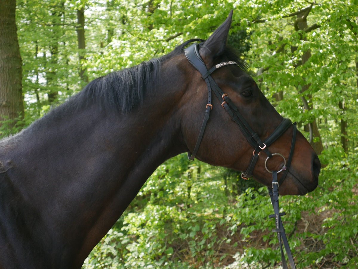 Caballo de Holstein Caballo castrado 17 años Castaño oscuro in Bramsche