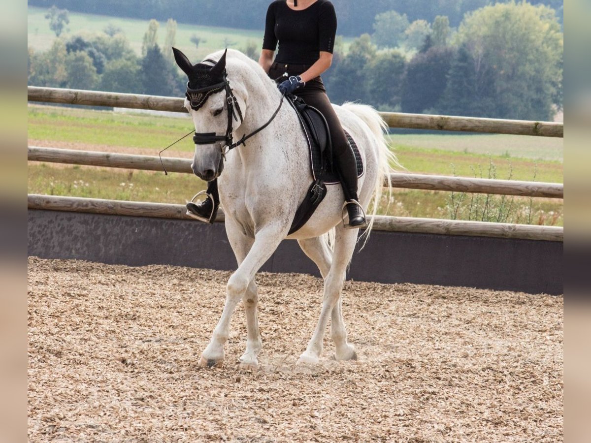 Caballo de Holstein Mestizo Caballo castrado 22 años 165 cm in Berlin