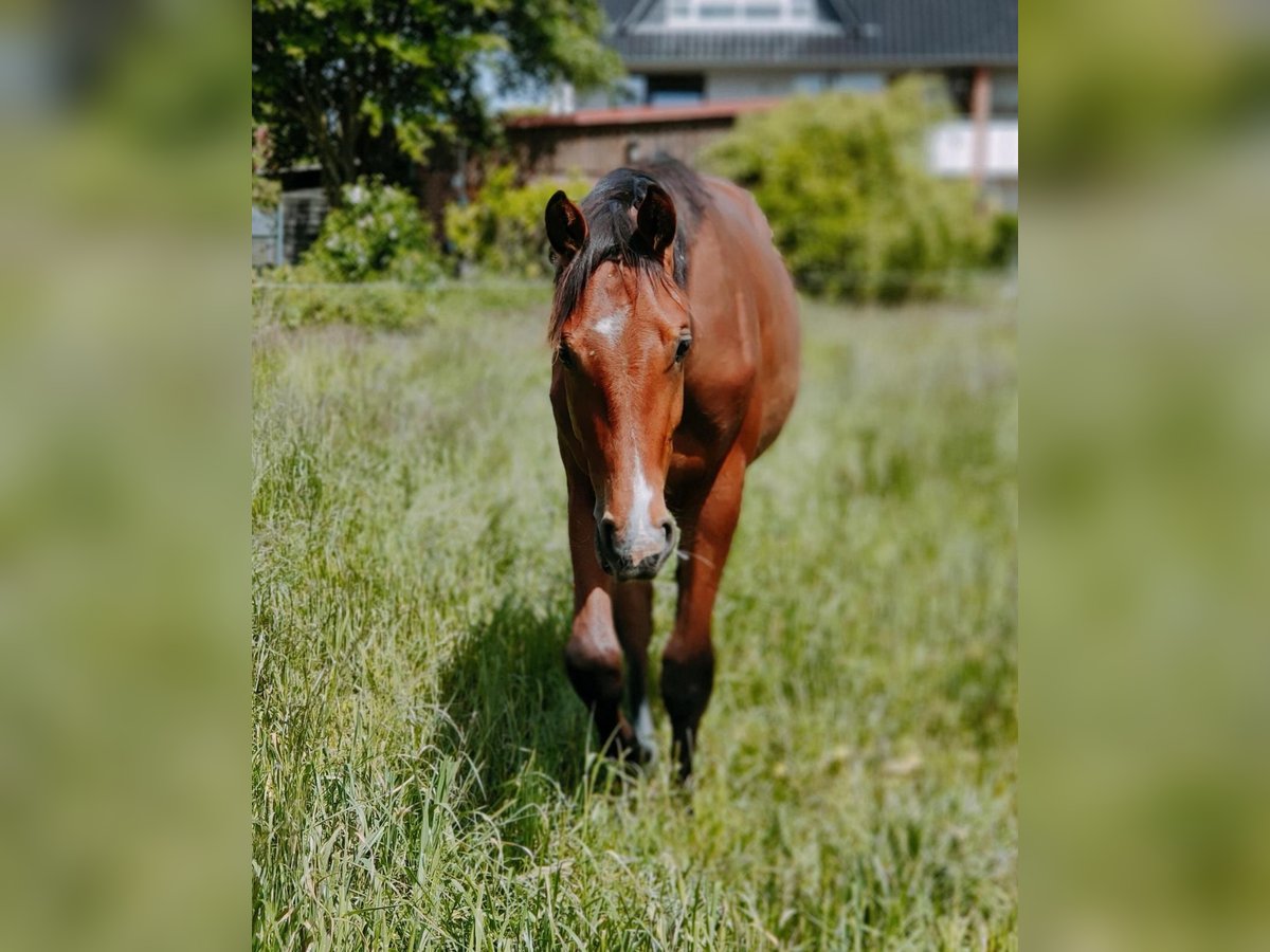 Caballo de Holstein Caballo castrado 2 años 154 cm Castaño in Dargow, Salem