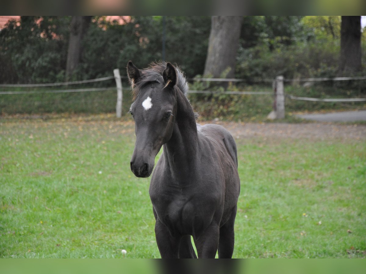 Caballo de Holstein Caballo castrado 2 años Negro in Wardow