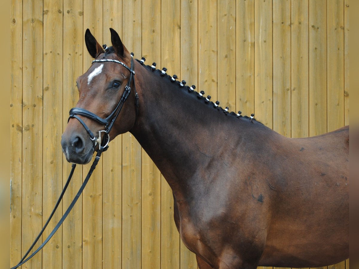 Caballo de Holstein Caballo castrado 3 años 168 cm Castaño oscuro in Uetersen