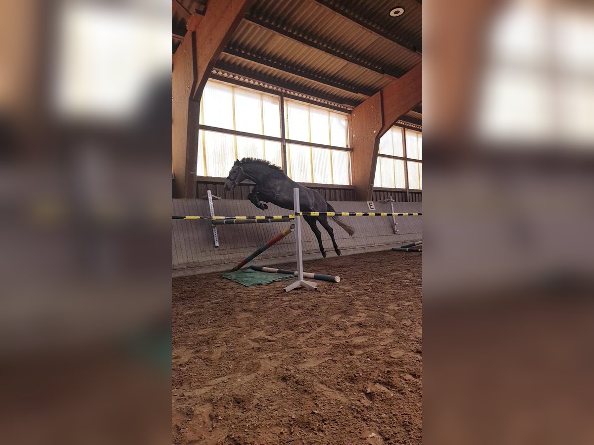 Caballo de Holstein Caballo castrado 3 años 168 cm Porcelana in Oyten