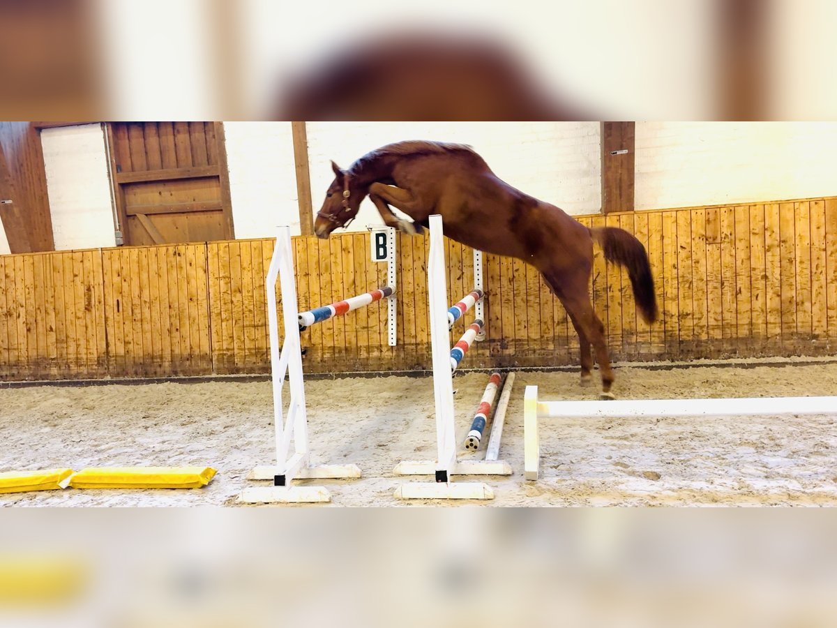 Caballo de Holstein Caballo castrado 3 años 170 cm Alazán in Celle