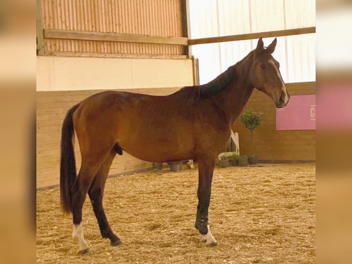 Caballo de Holstein Caballo castrado 3 años 170 cm Castaño in Chemnitz