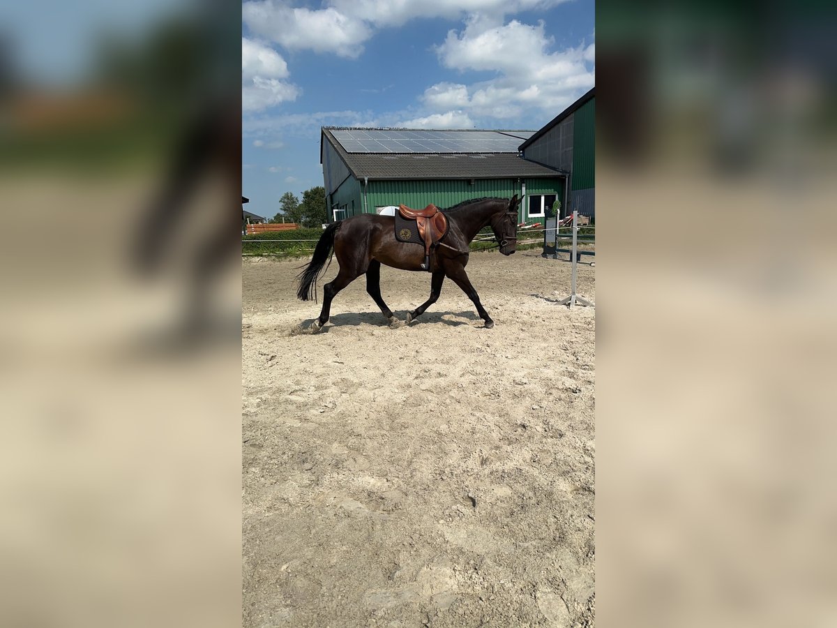 Caballo de Holstein Caballo castrado 4 años 169 cm Negro in Arlewatt