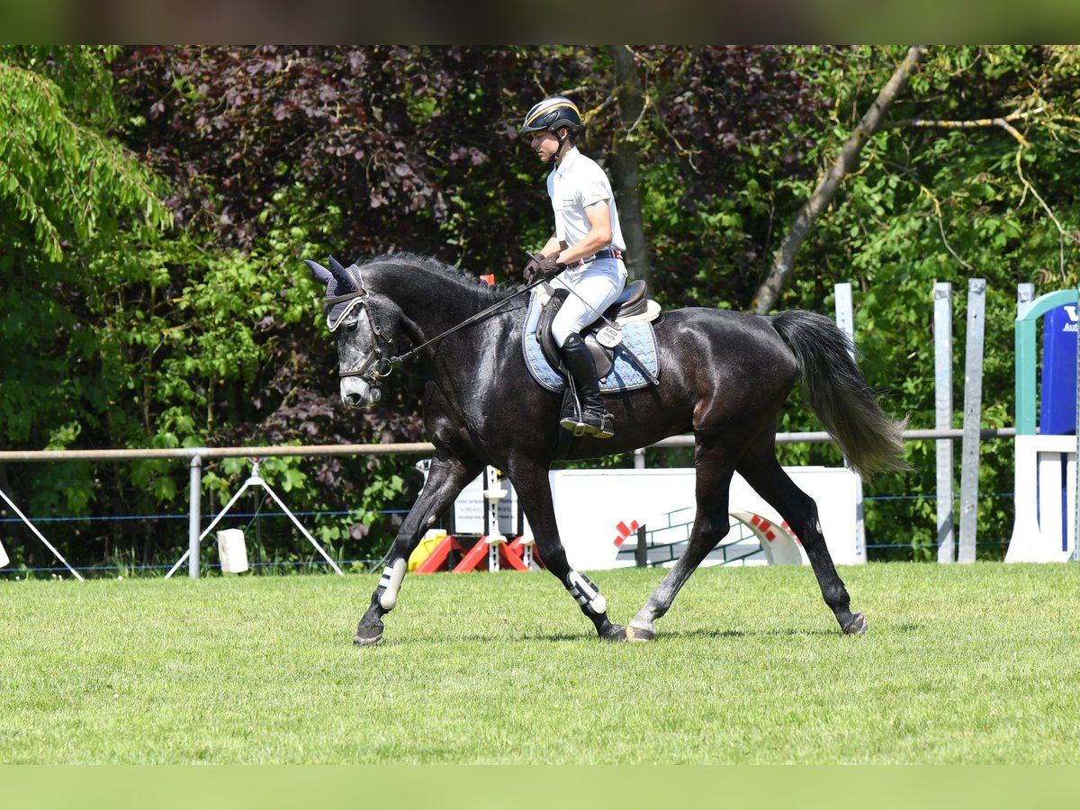 Caballo de Holstein Caballo castrado 5 años 164 cm Musgo in Widdern