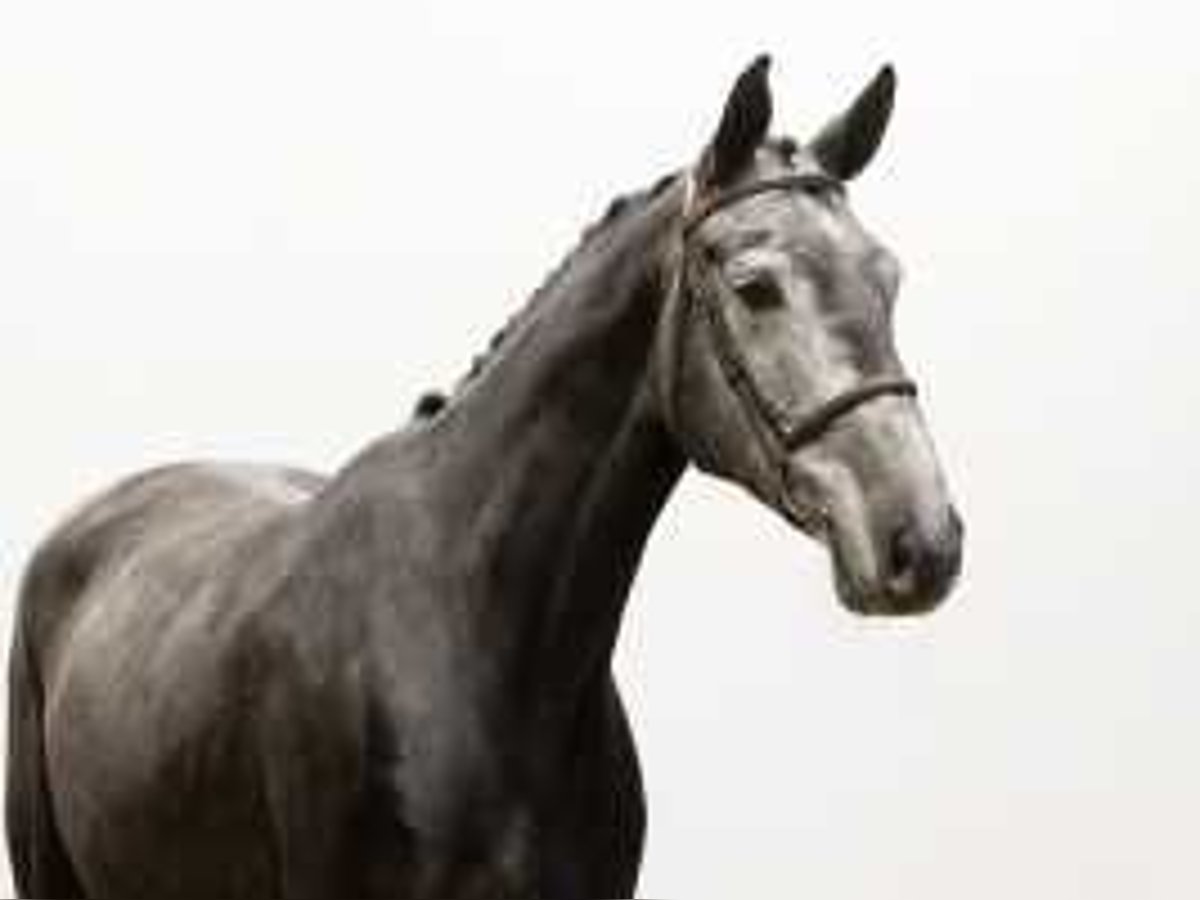 Caballo de Holstein Caballo castrado 5 años 170 cm Tordillo negro in Waddinxveen