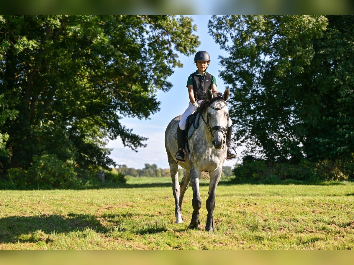 Caballo de Holstein Caballo castrado 5 años 172 cm in 15806 Zossen OT Horstfelde