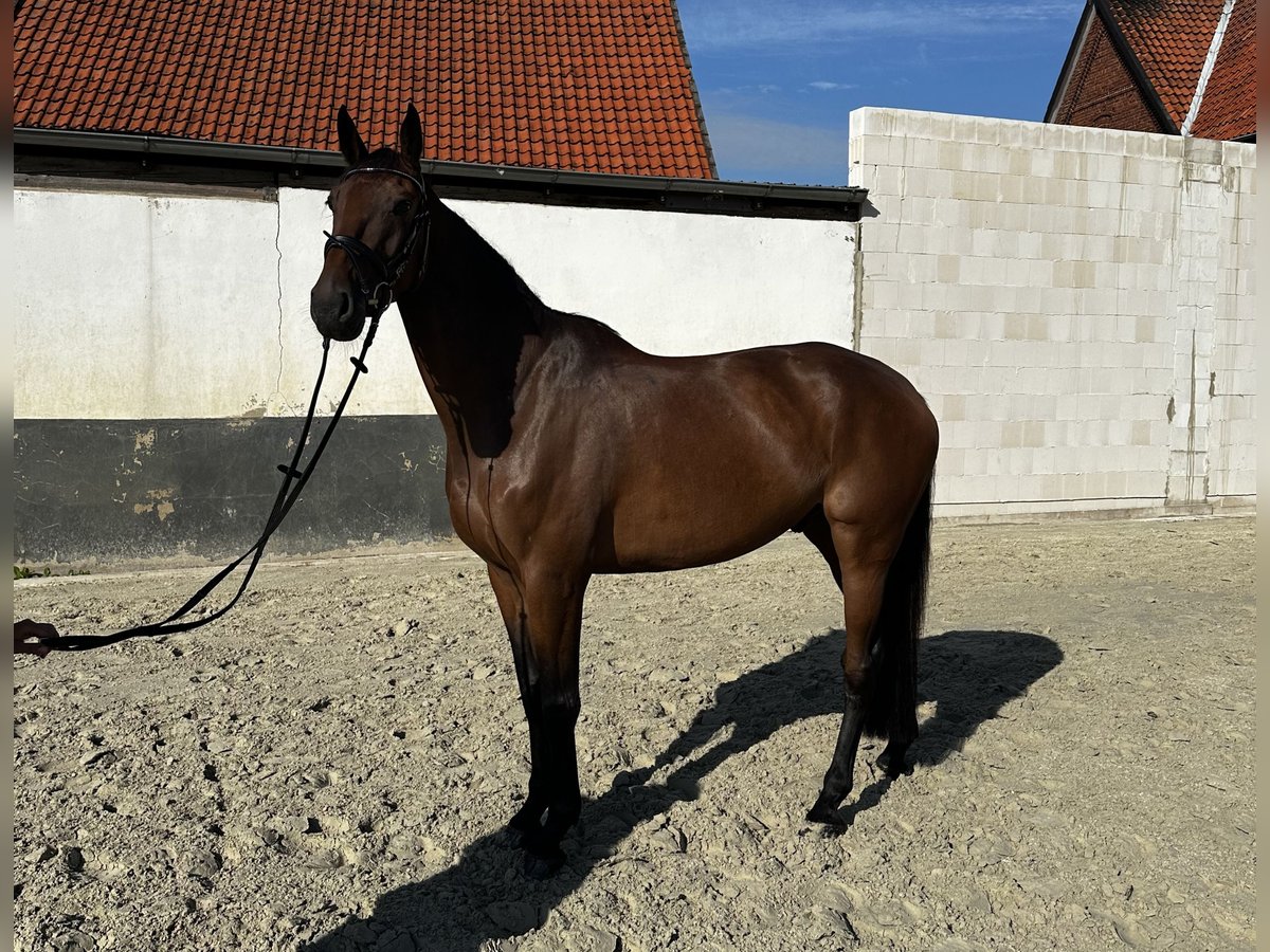 Caballo de Holstein Caballo castrado 5 años 172 cm Castaño oscuro in Rehburg-Loccum Münchehagen