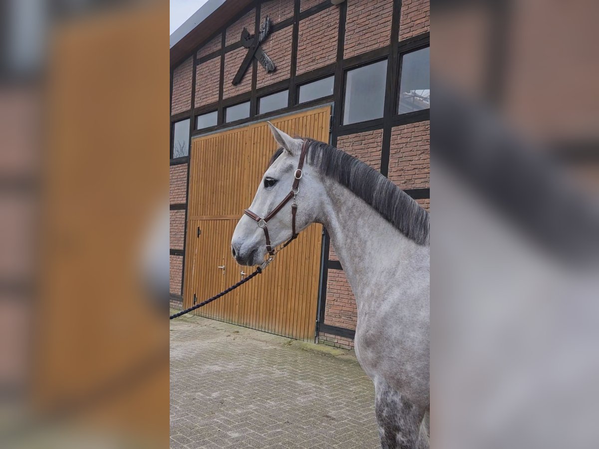 Caballo de Holstein Caballo castrado 5 años 172 cm Tordo in Zeven