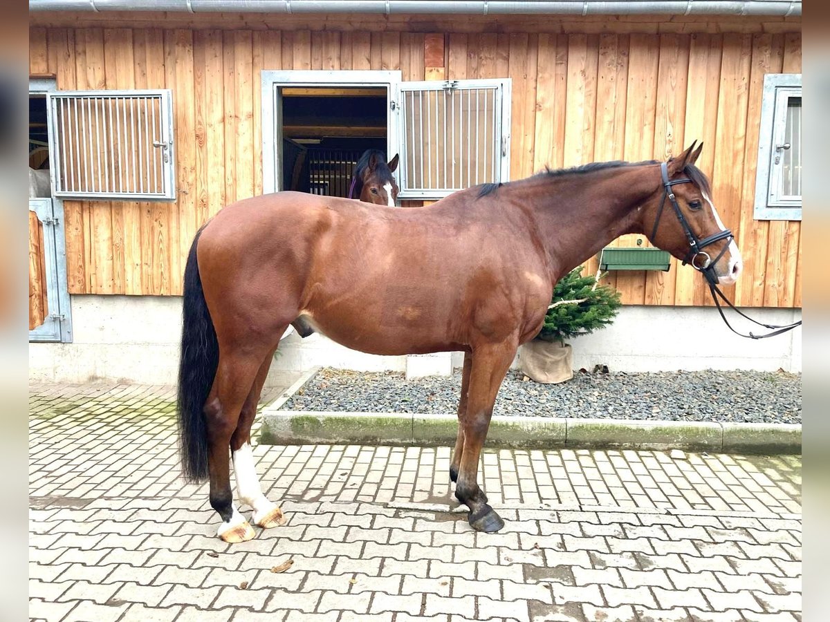 Caballo de Holstein Caballo castrado 6 años 166 cm Castaño in Kirkel