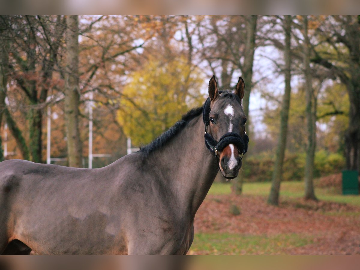 Caballo de Holstein Caballo castrado 6 años 170 cm Castaño oscuro in Darmstadt