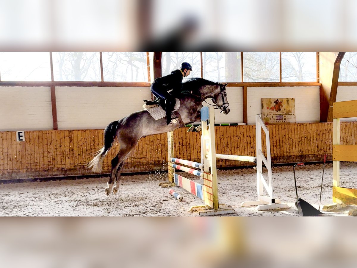 Caballo de Holstein Caballo castrado 6 años 170 cm Tordo in Celle