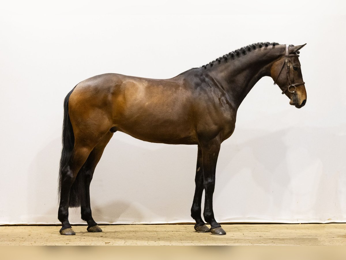 Caballo de Holstein Caballo castrado 7 años 164 cm Castaño in Waddinxveen