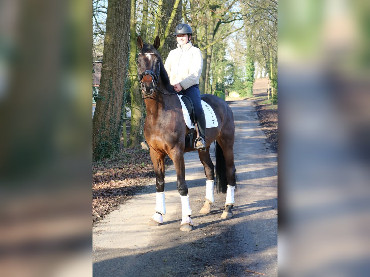 Caballo de Holstein Caballo castrado 7 años 172 cm Castaño oscuro in Fürstenau