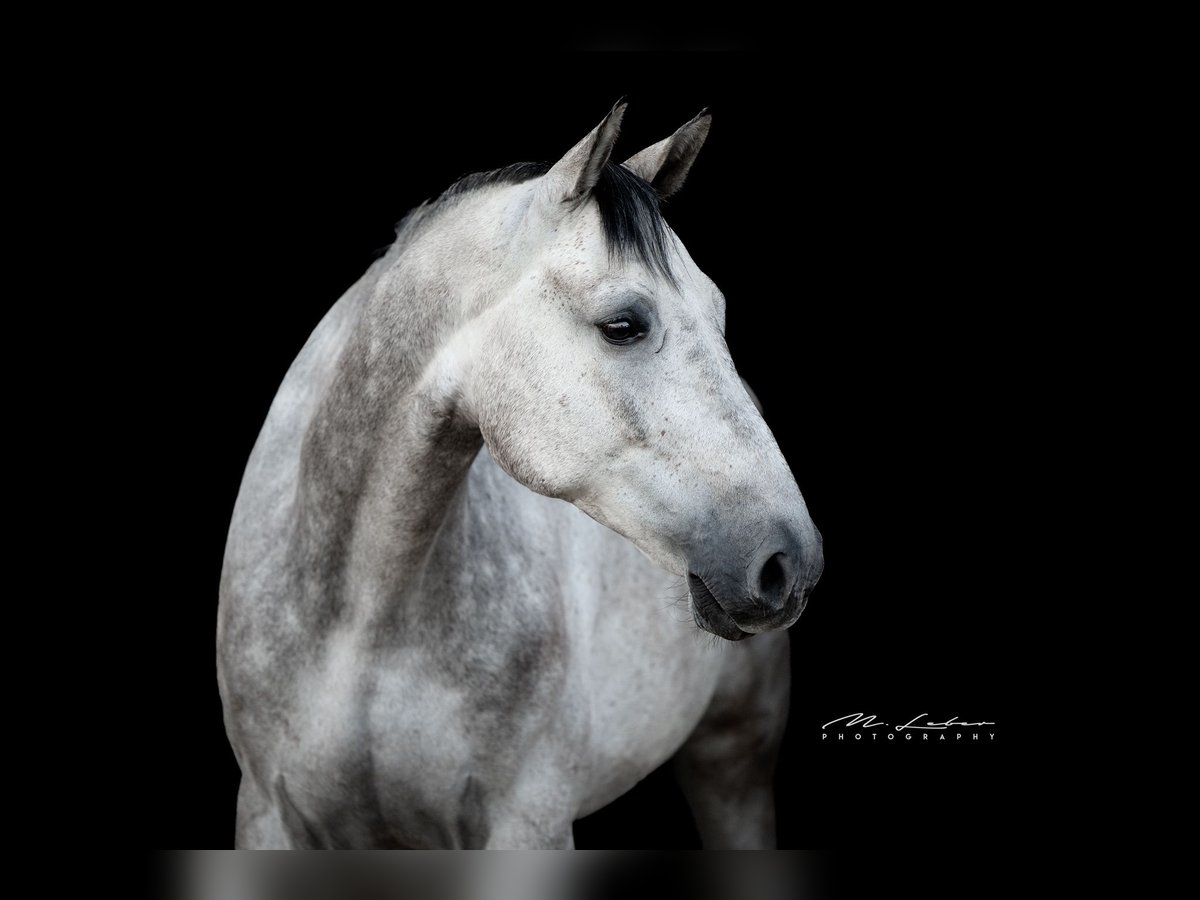 Caballo de Holstein Caballo castrado 8 años 168 cm Tordo in Lonnig