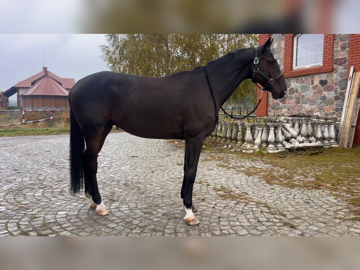 Caballo de Holstein Caballo castrado 9 años 168 cm Castaño rojizo in Guidel