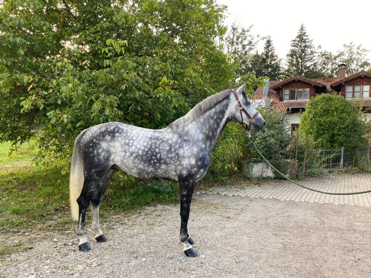 Caballo de Holstein Semental 12 años 173 cm Tordo rodado in Essen