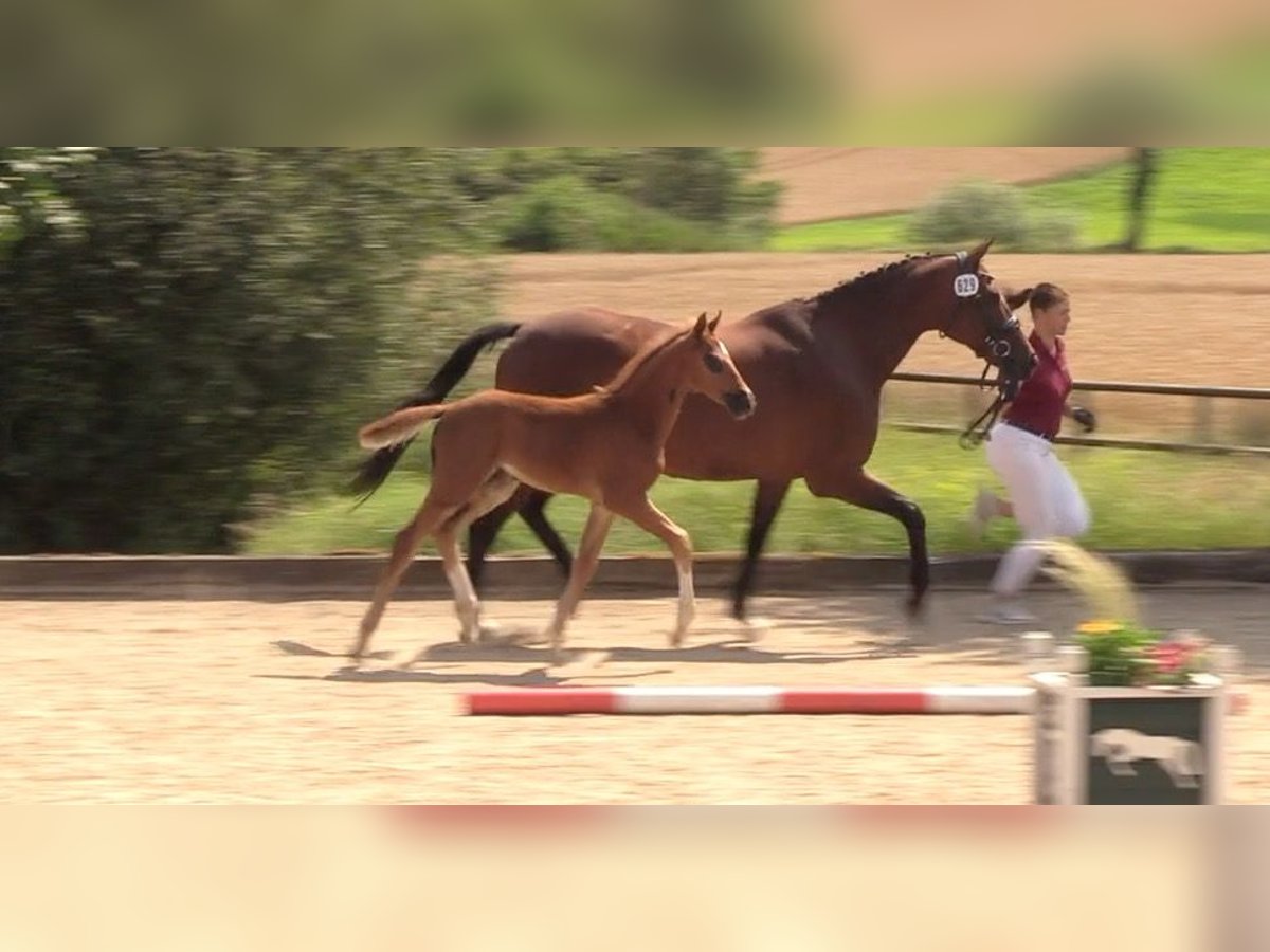 Caballo de Holstein Semental 1 año Alazán in Malente