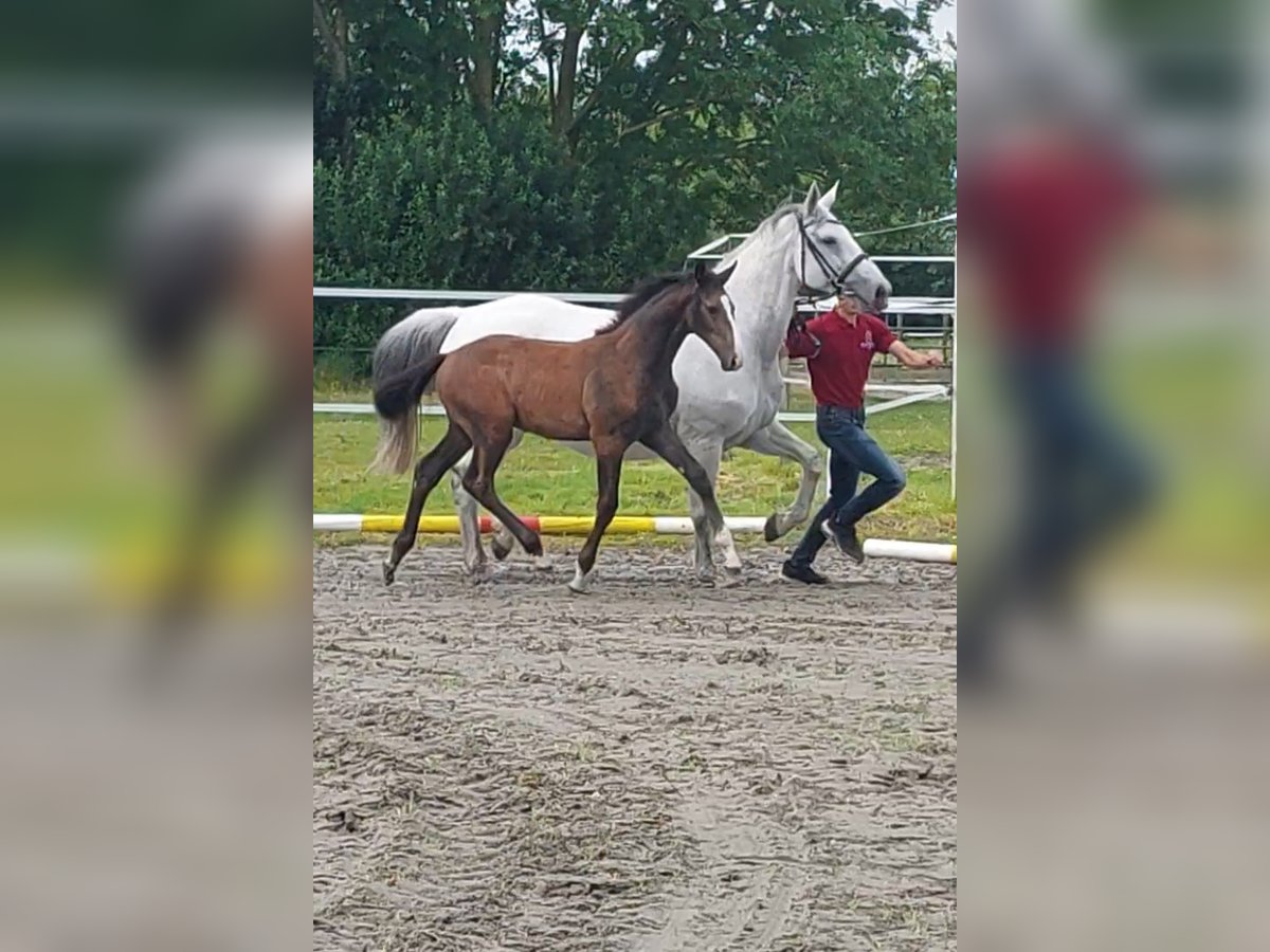 Caballo de Holstein Semental 1 año Tordo in Tetenbüll