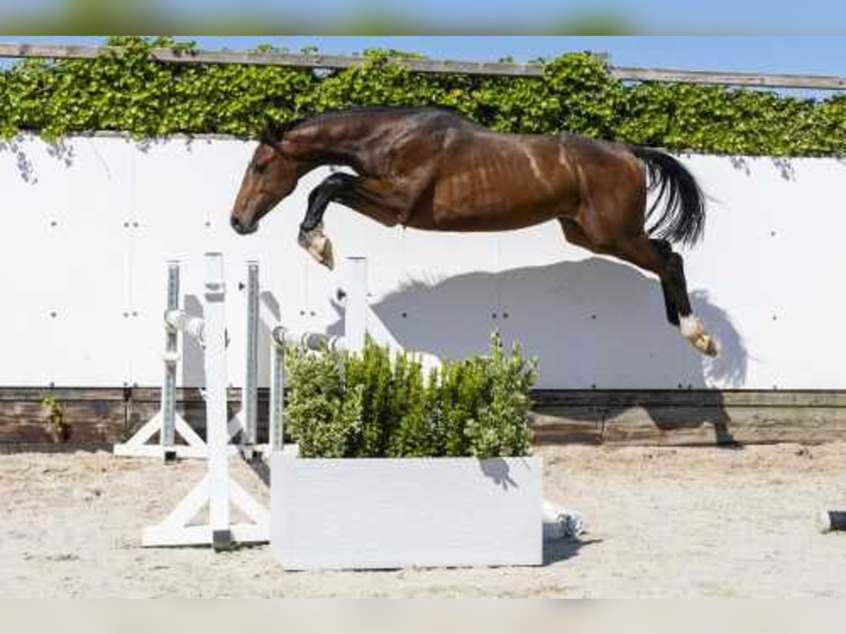 Caballo de Holstein Semental 2 años 165 cm Castaño in Waddinxveen