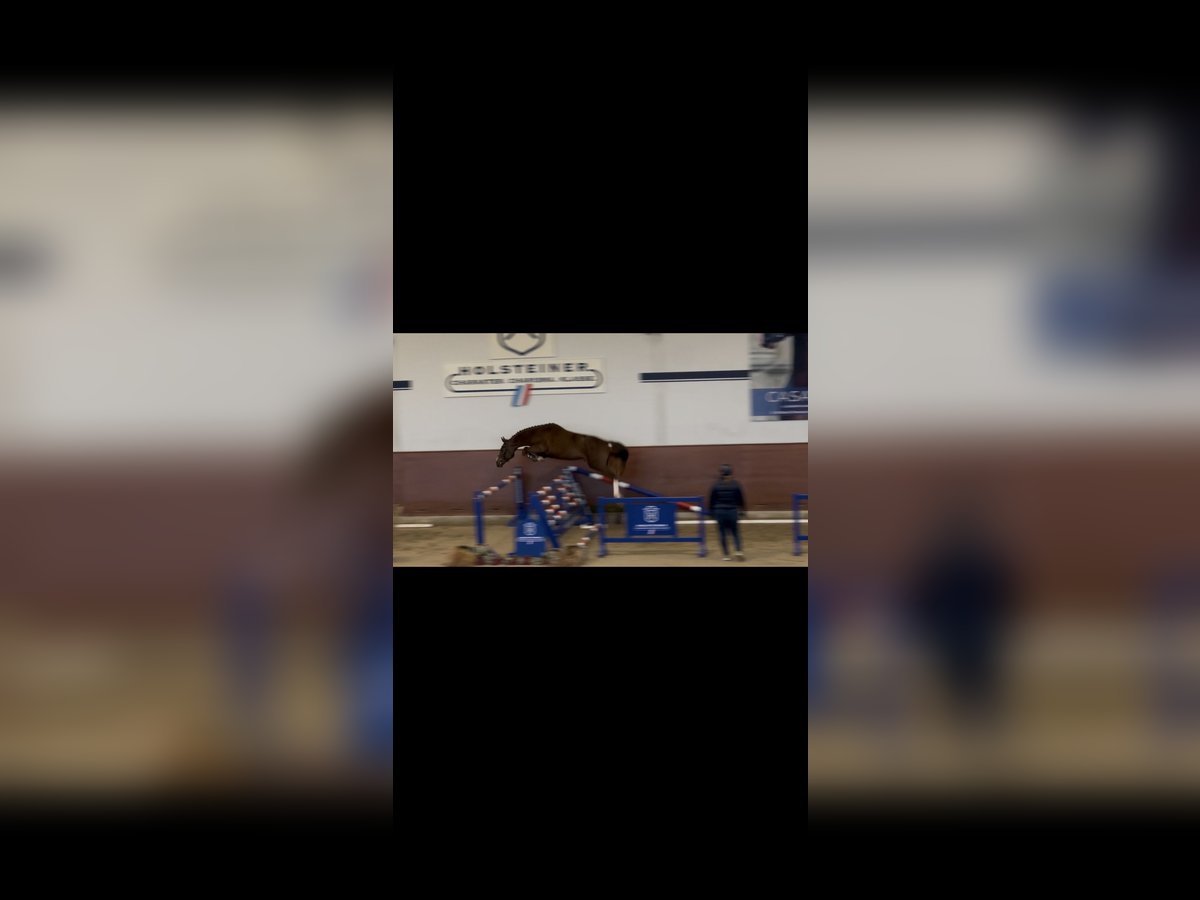 Caballo de Holstein Semental 2 años 166 cm Alazán in Meldorf