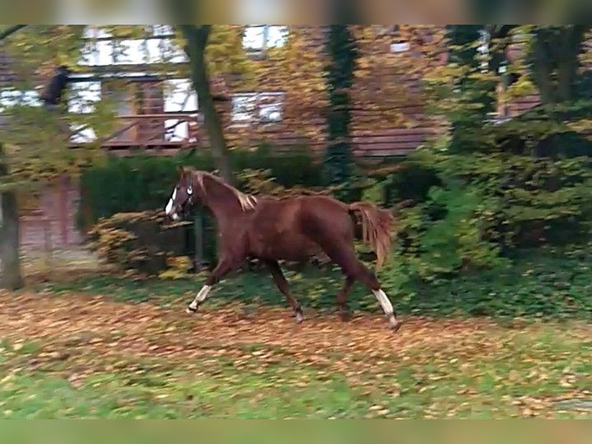 Caballo de Holstein Semental 2 años 169 cm Alazán in Klein Offenseth-Sparrieshoop