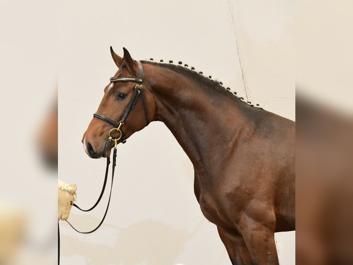 Caballo de Holstein Semental 2 años 169 cm Castaño oscuro in Struvenhütten