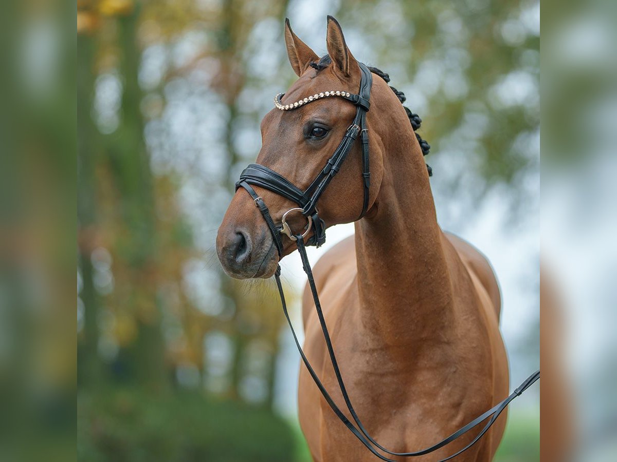 Caballo de Holstein Semental 2 años Castaño in Rostock