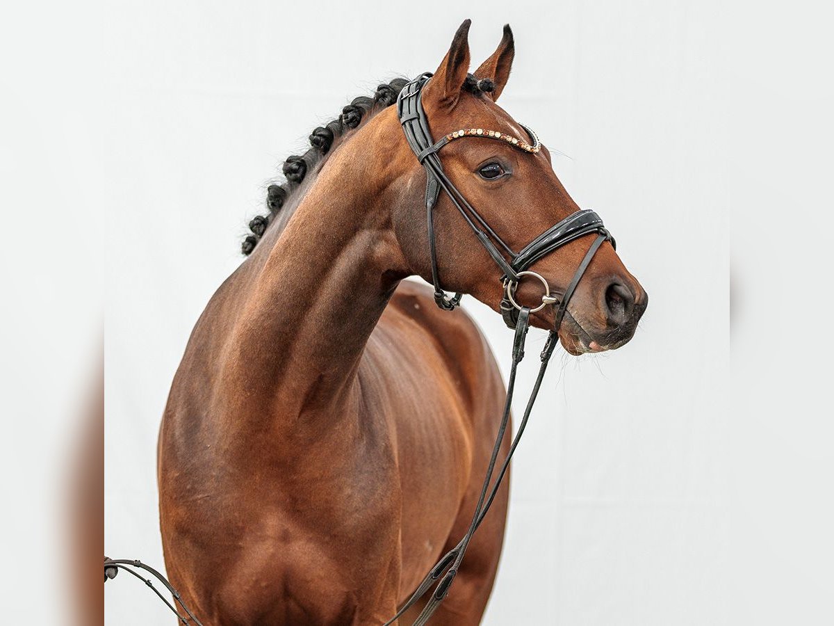 Caballo de Holstein Semental 2 años Castaño in Münster-Handorf