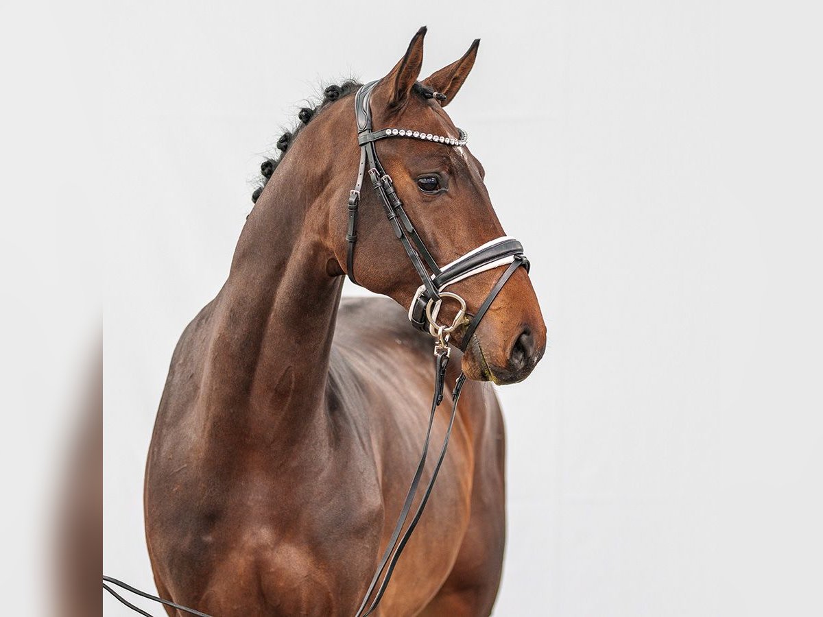 Caballo de Holstein Semental 2 años Castaño in Münster-Handorf