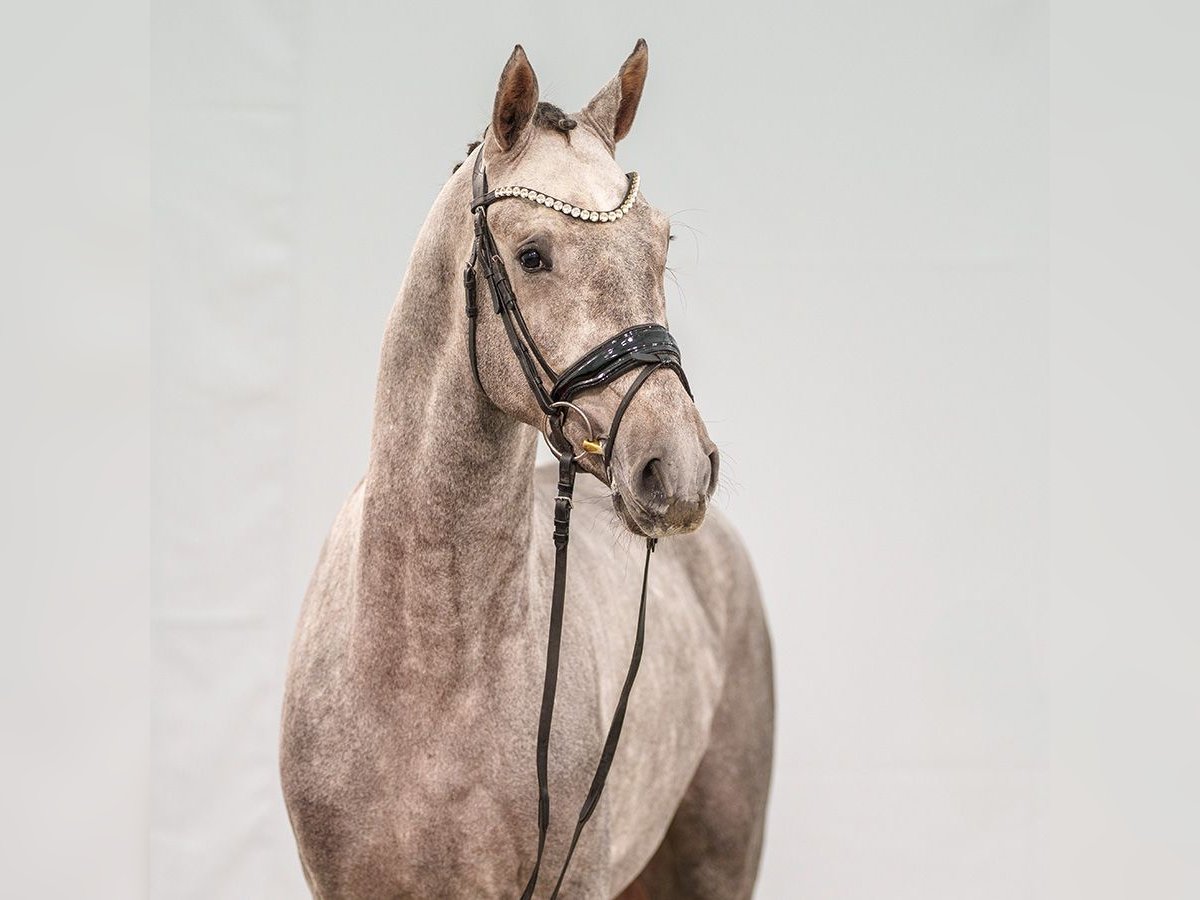 Caballo de Holstein Semental 2 años Tordo in Münster-Handorf